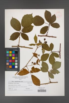 Rubus angustipaniculatus [KOR 40882]