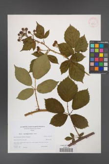 Rubus angustipaniculatus [KOR 40601]