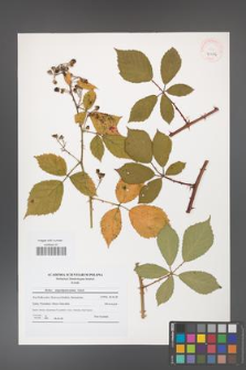 Rubus angustipaniculatus [KOR 41084]