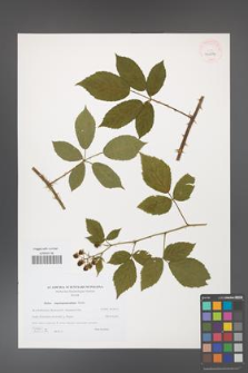 Rubus angustipaniculatus [KOR 40604]