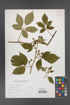Rubus angustipaniculatus [KOR 40600]