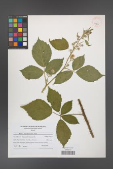 Rubus angustipaniculatus [KOR 41210]