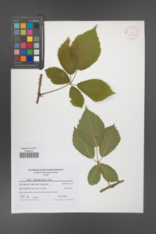 Rubus angustipaniculatus [KOR 41604a]