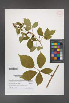 Rubus angustipaniculatus [KOR 41575]