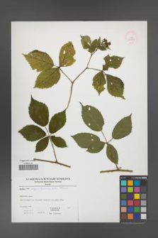 Rubus angustipaniculatus [KOR 52903]