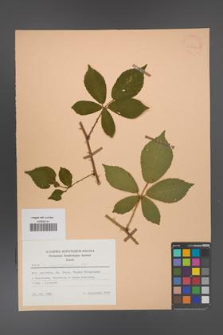 Rubus angustipaniculatus [KOR 25722]