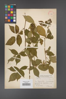 Rubus angustipaniculatus [KOR 11105]