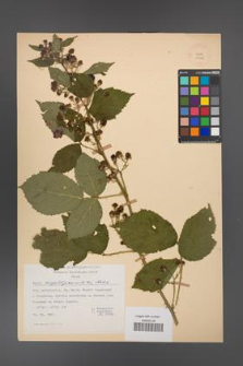 Rubus angustipaniculatus [KOR 23768]