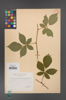 Rubus angustipaniculatus [KOR 31193]
