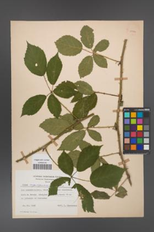 Rubus angustipaniculatus [KOR 23772]