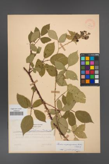 Rubus angustipaniculatus [KOR 28033]