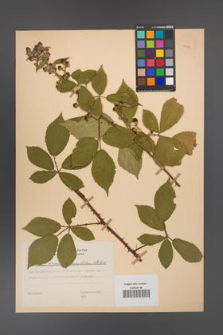Rubus angustipaniculatus [KOR 23773]