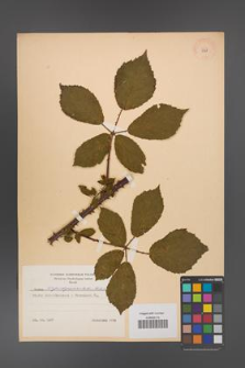 Rubus angustipaniculatus [KOR 8769]