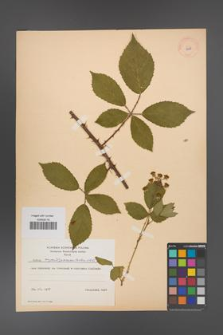 Rubus angustipaniculatus [KOR 8699]