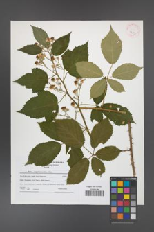 Rubus angustipaniculatus [KOR 42153]