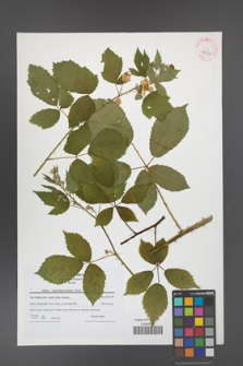 Rubus angustipaniculatus [KOR 42352]