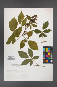 Rubus angustipaniculatus [KOR 32420]