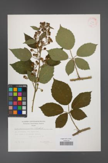 Rubus angustipaniculatus [KOR 32411]