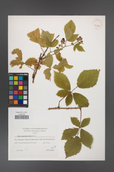 Rubus angustipaniculatus [KOR 39632]