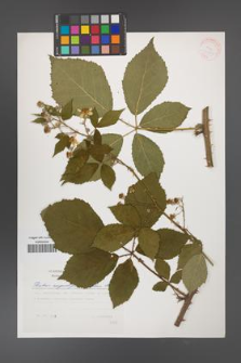 Rubus angustipaniculatus [KOR 30510]