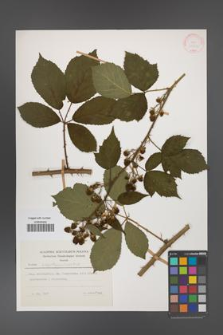 Rubus angustipaniculatus [KOR 31501]