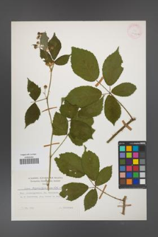 Rubus angustipaniculatus [KOR 24785a]