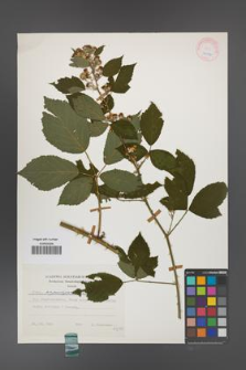 Rubus angustipaniculatus [KOR 24777]