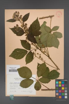 Rubus angustipaniculatus [KOR 31191]