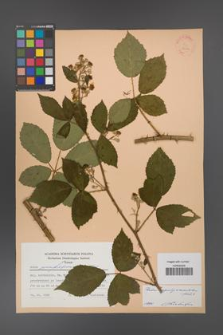 Rubus angustipaniculatus [KOR 22832]