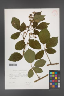 Rubus angustipaniculatus [KOR 29545]