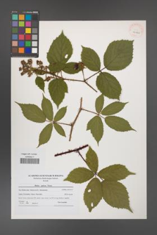 Rubus apricus [KOR 40962]