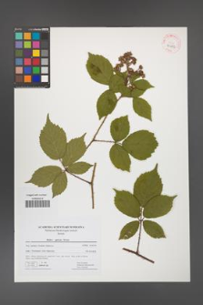 Rubus apricus [KOR 41472]