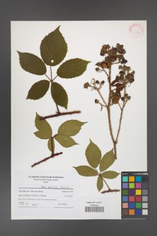 Rubus apricus [KOR 41906]