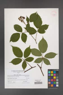 Rubus apricus [KOR 40825]
