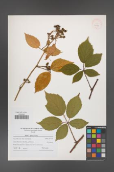 Rubus apricus [KOR 40839]