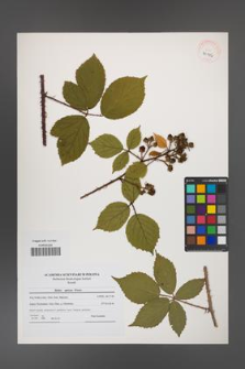 Rubus apricus [KOR 40946]
