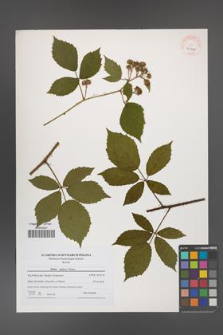 Rubus apricus [KOR 41015]