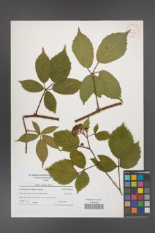 Rubus apricus [KOR 40605]