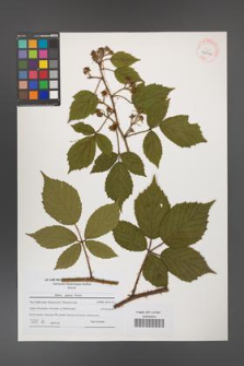 Rubus apricus [KOR 41012]