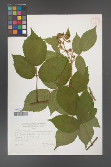 Rubus apricus [KOR 30449]