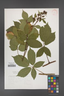 Rubus apricus [KOR 31415]