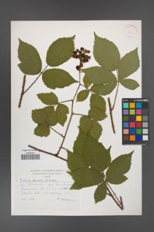 Rubus apricus [KOR 30515]