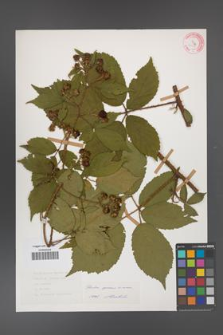 Rubus apricus [KOR 31167]