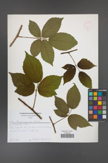 Rubus apricus [KOR 52617]