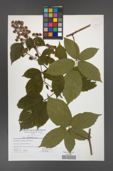 Rubus apricus [KOR 42740]