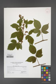 Rubus apricus [KOR 42810]