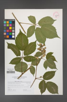 Rubus apricus [KOR 44683]