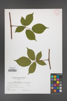 Rubus apricus [KOR 44006]