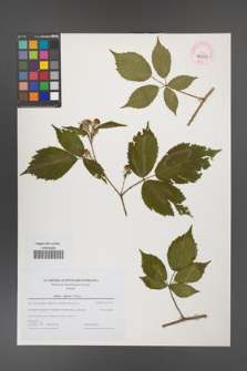 Rubus apricus [KOR 44677]