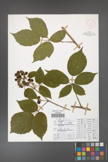 Rubus apricus [KOR 52073]